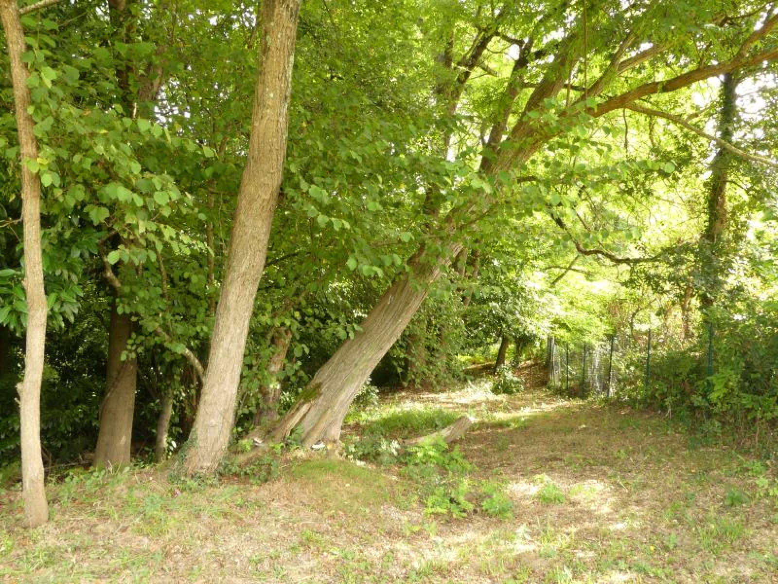 Image_14, Propriete, Montfort-en-Chalosse, ref :3914