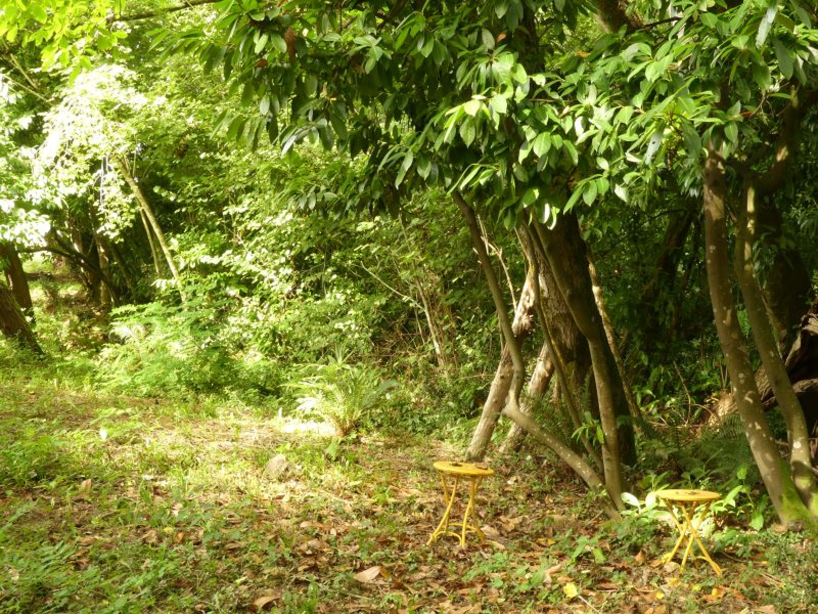 Image_15, Propriete, Montfort-en-Chalosse, ref :3914