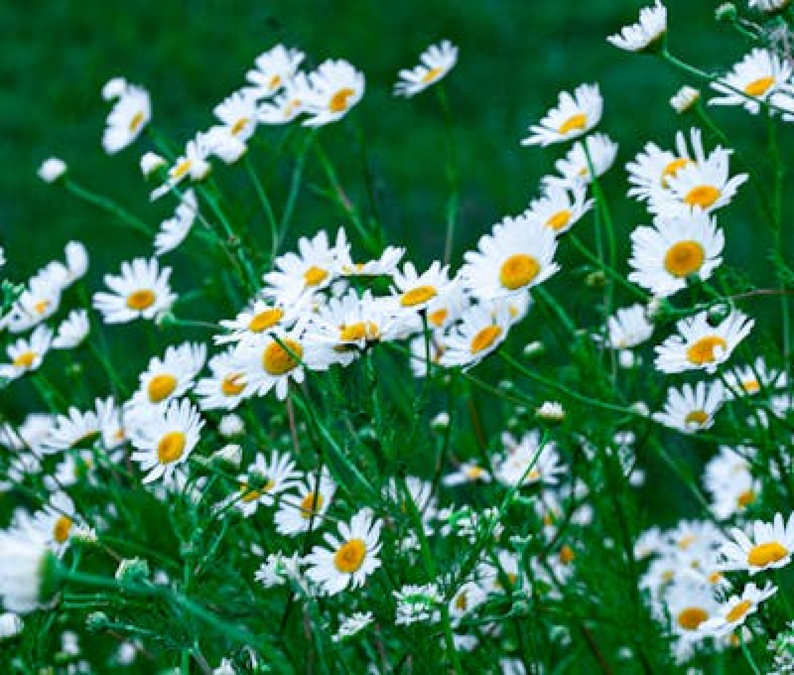 Image_1, Terrain, Onard, ref :4022