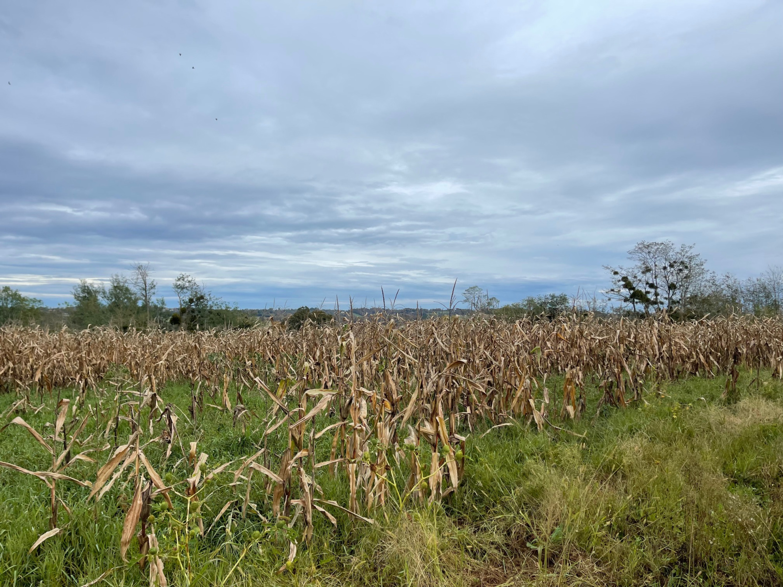 Image_16, Ferme, Poyartin, ref :4060